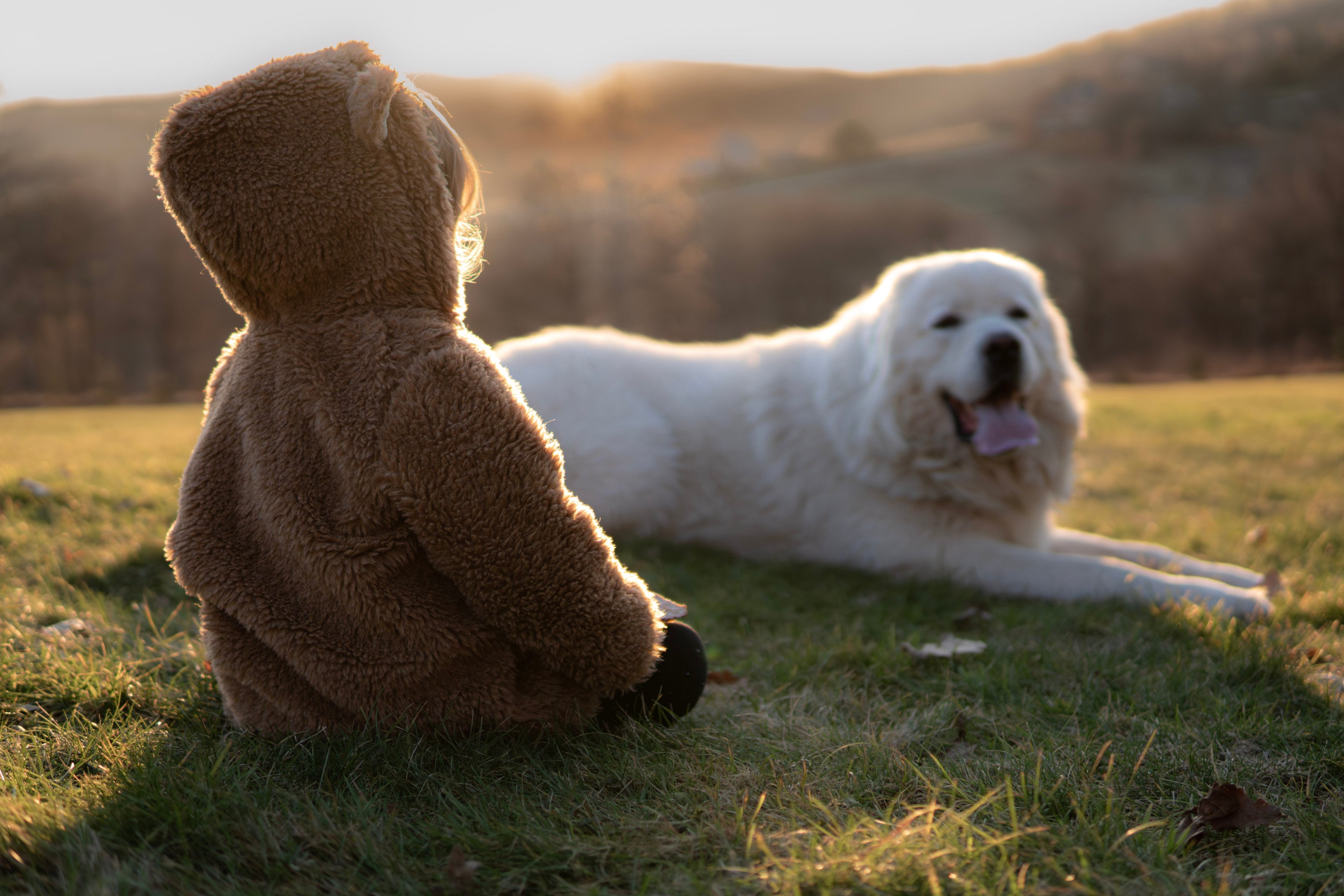 Baby/Kid Virgin Wool Jacket - Brown